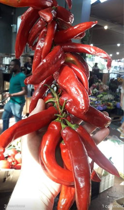 🫑PAPRIKA PEPPER🫑 x 10+ organic seeds