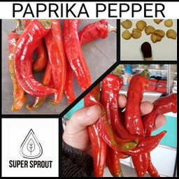 🫑PAPRIKA PEPPER🫑 x 10+ organic seeds