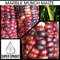 🌽MARBLE MUNCH MAIZE🌽 x 25 seeds
