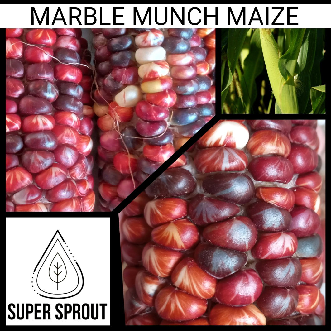 🌽MARBLE MUNCH MAIZE🌽 x 25 seeds_1