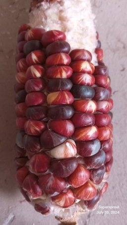 🌽MARBLE MUNCH MAIZE🌽 x 25 seeds