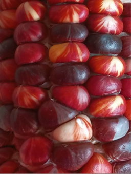 🌽MARBLE MUNCH MAIZE🌽 x 25 seeds