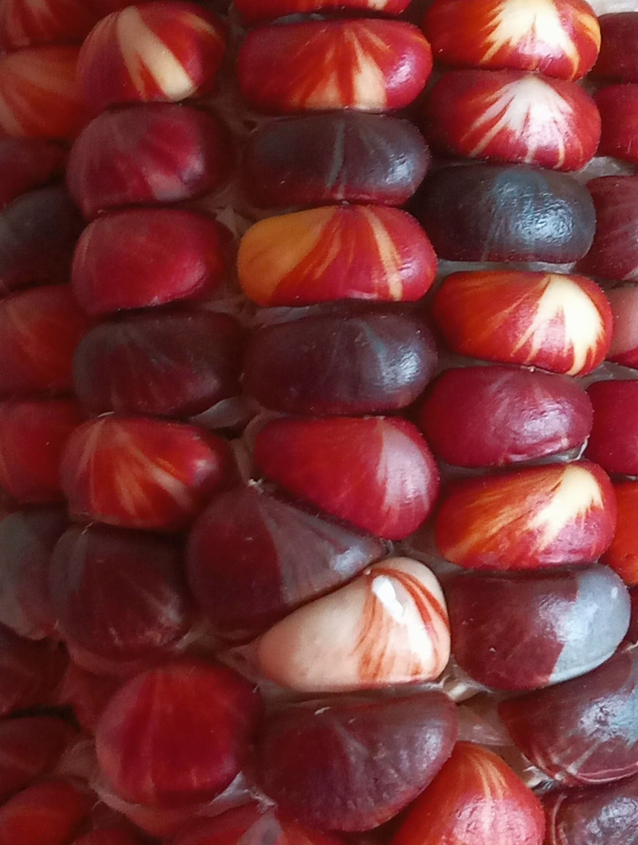 🌽MARBLE MUNCH MAIZE🌽 x 25 seeds_2