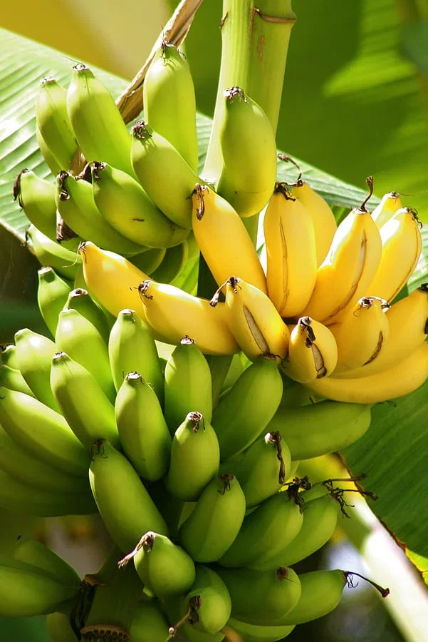 Banana