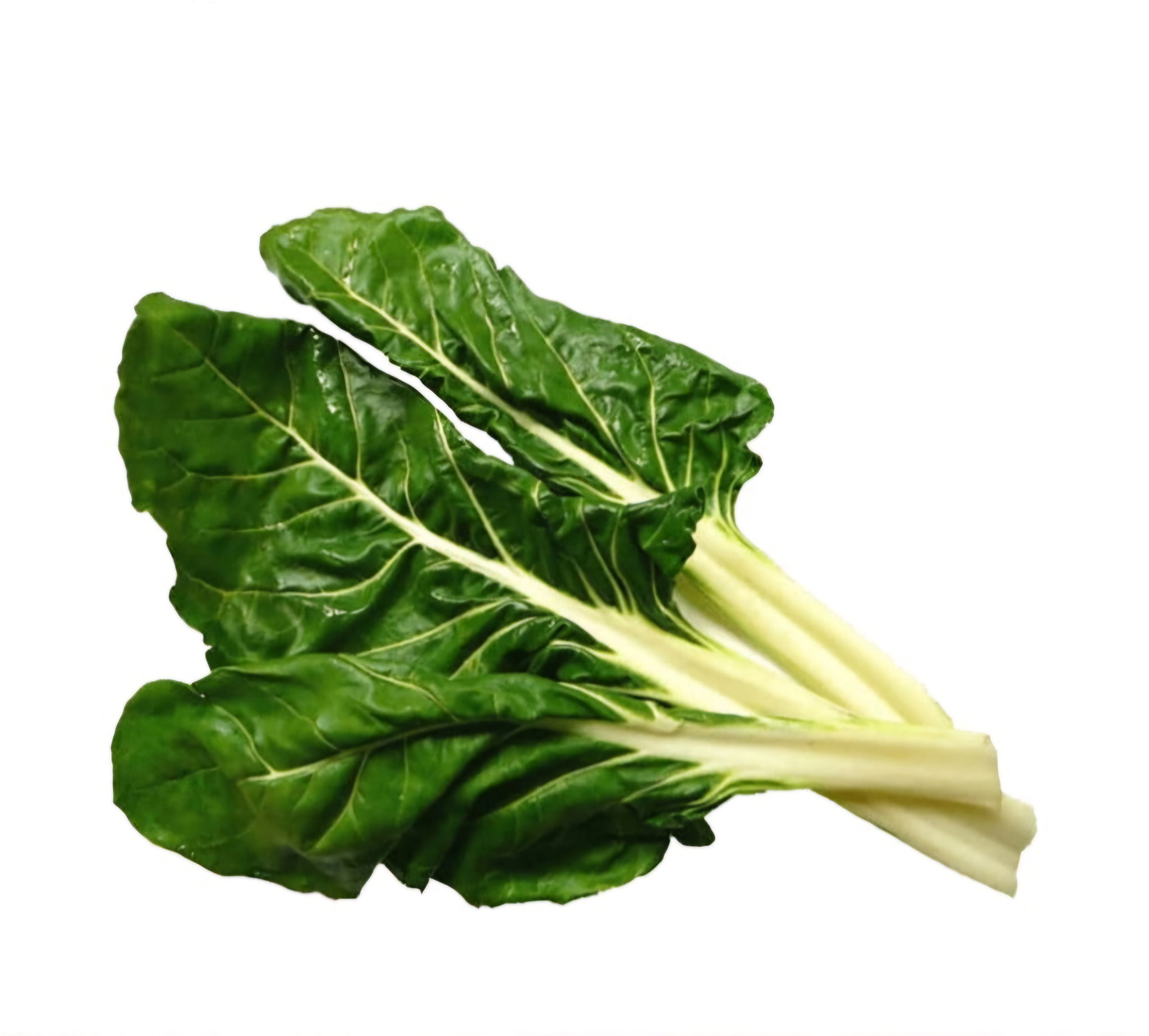 سلگ_0