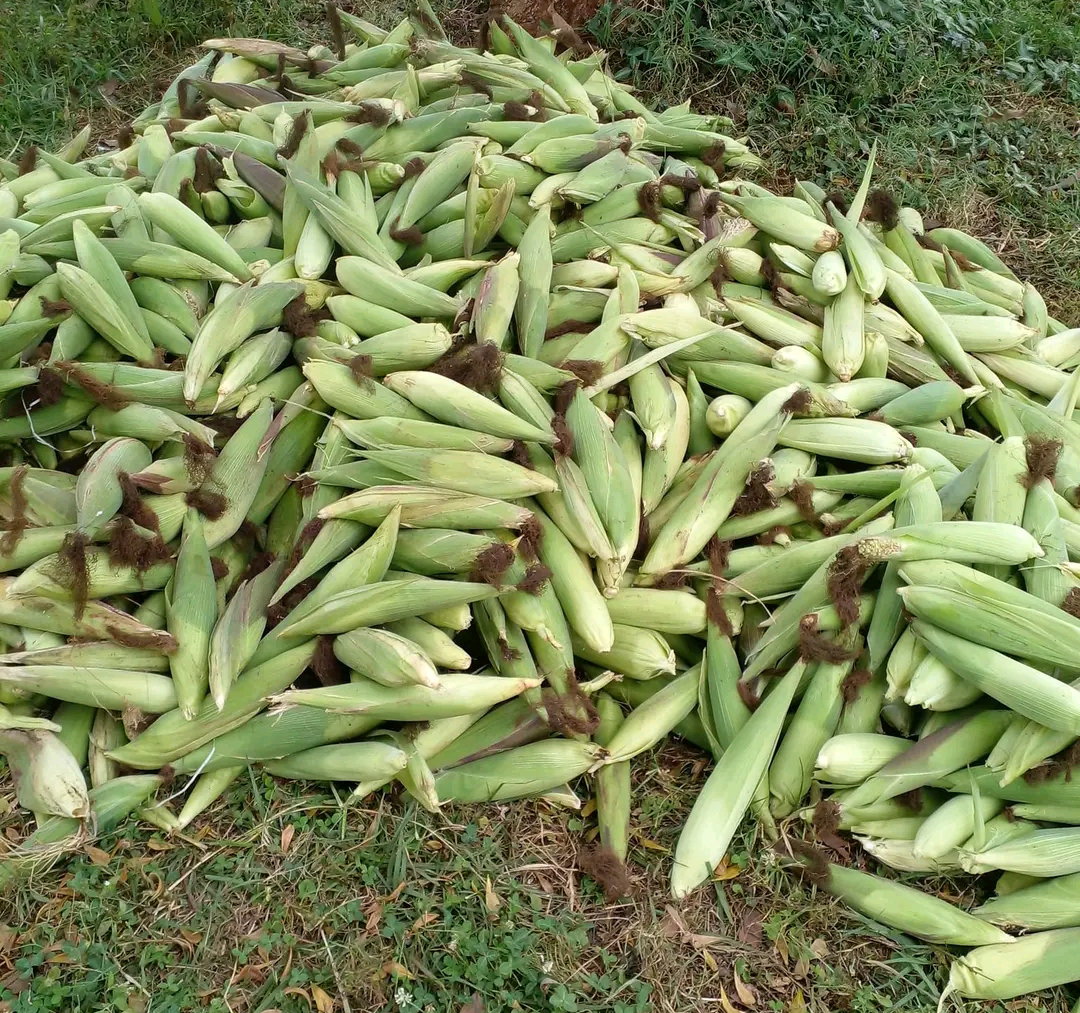 Green Maize _1