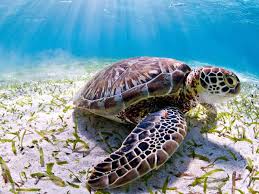 Turtle Trip 