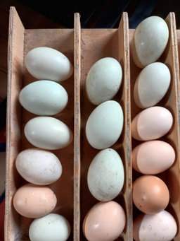 Home-grown eggs (6)