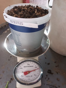 Black soldier fly larvae & Worms