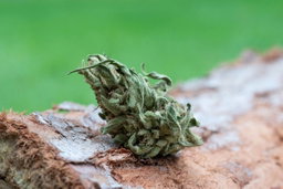 cannabis strains 