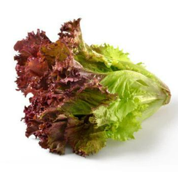 Lettuces Salads (Pesticide Free by Meod Farm) π