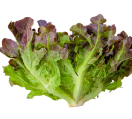 Meod Red Oak (150g)-ζ²ζηθ