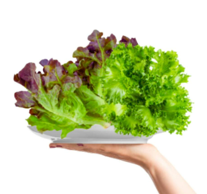 Meod Salad Bundle B ( Red Oak & Crystal Lettuce ) 200g -ζ²ζηθ