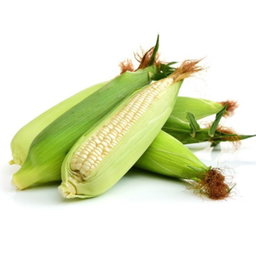 Pesticide Free White Sweet Corn 2pcs