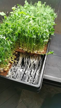 Cilantro_0