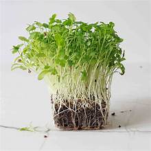 Cilantro_2