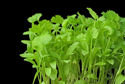 Cilantro