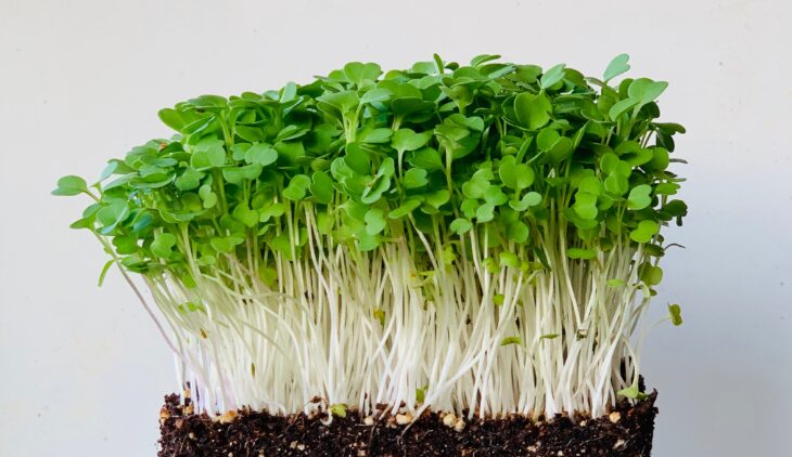 Arugula MicroGreens_1