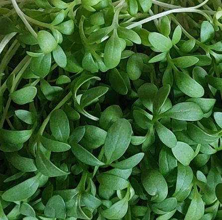 Cress MicroGreens_1