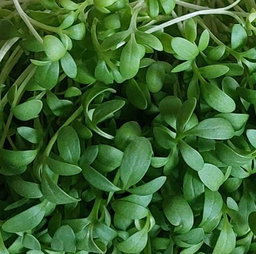Cress MicroGreens