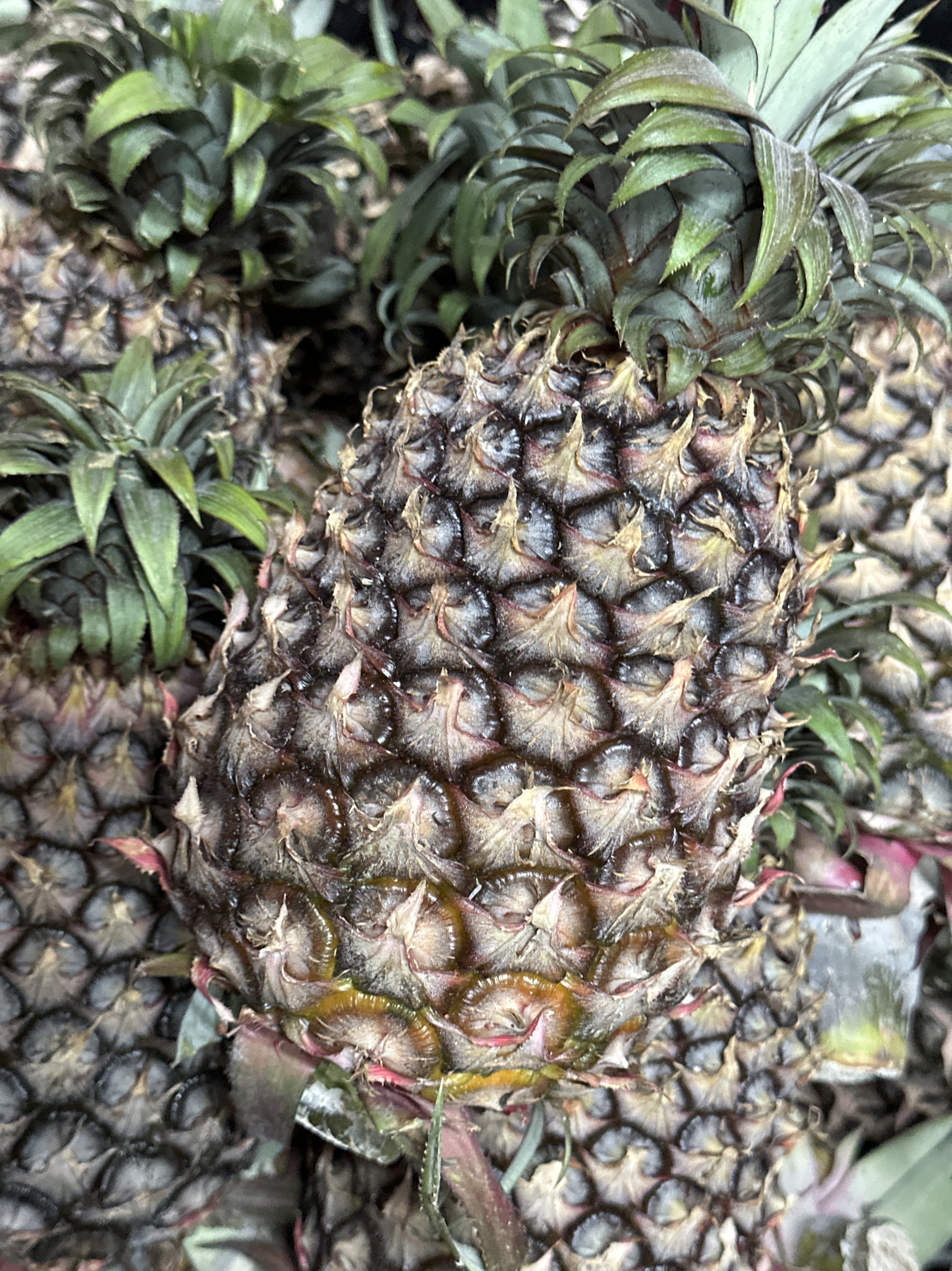 PINEAPPLE HONEY (MALAYSIA) _0