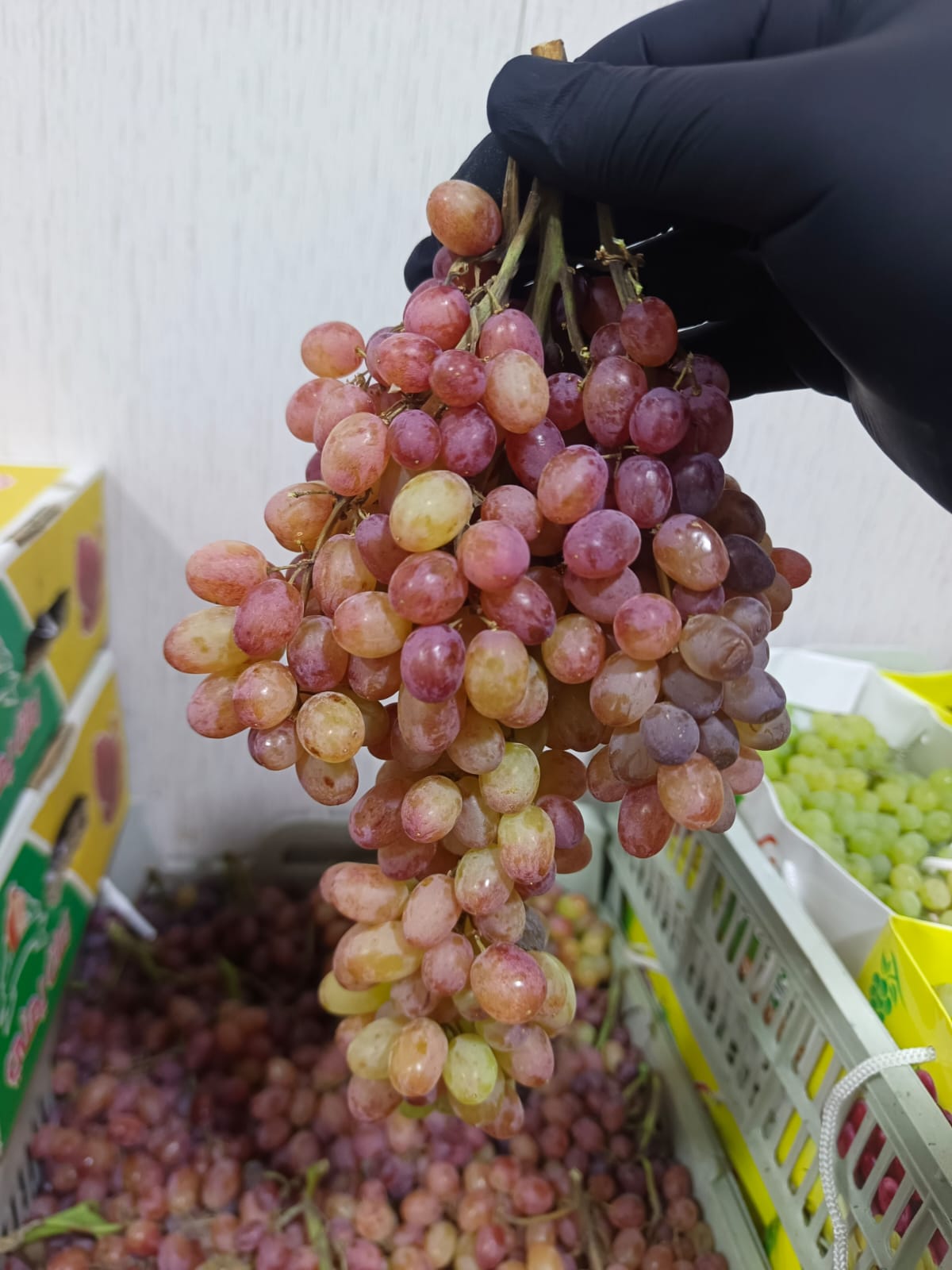 عنب كشمشي احمر _0
