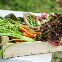 VegBox Solo