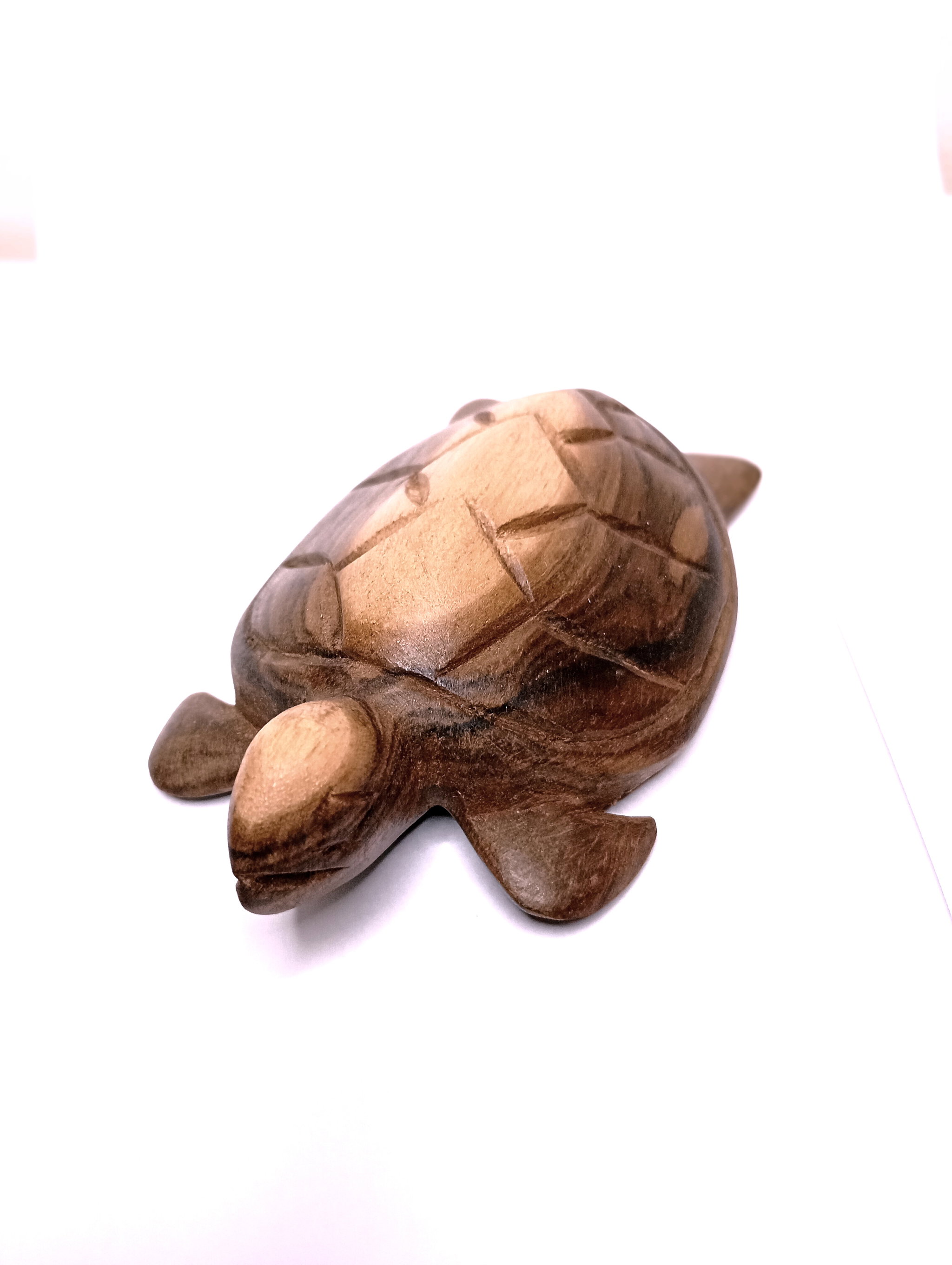 Turtle _0