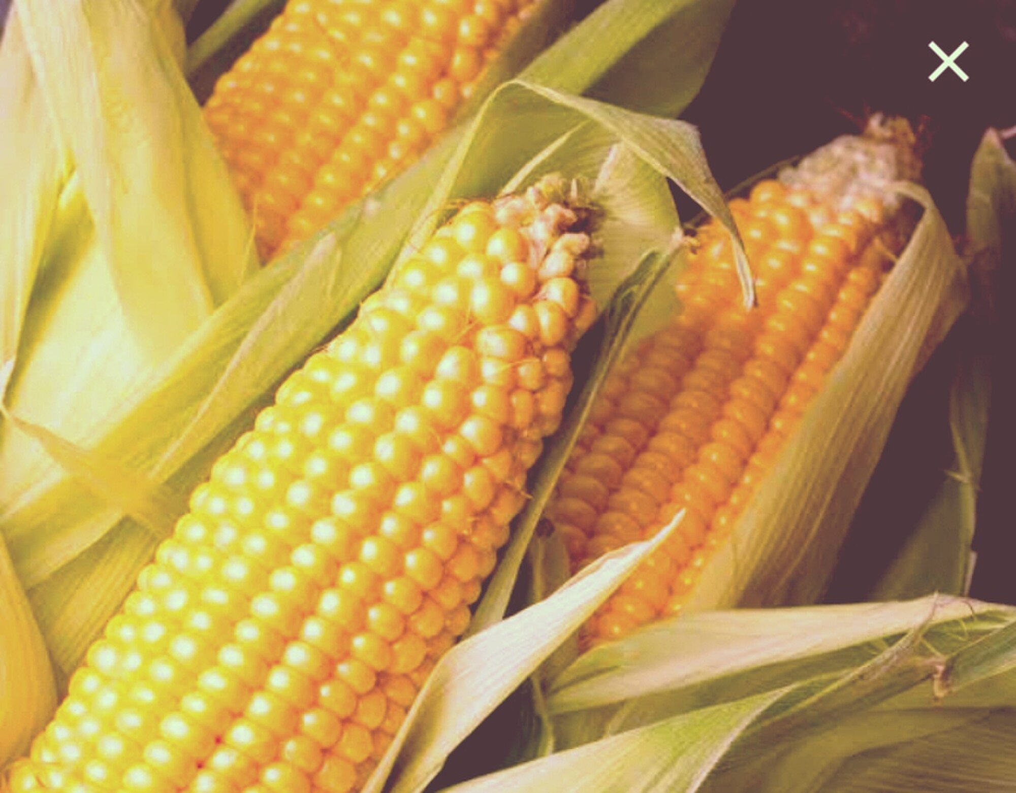 🌽GOLDEN BANTAM SWEET CORN NON-GMO HEIRLOOM🌽 x 25 seeds_1