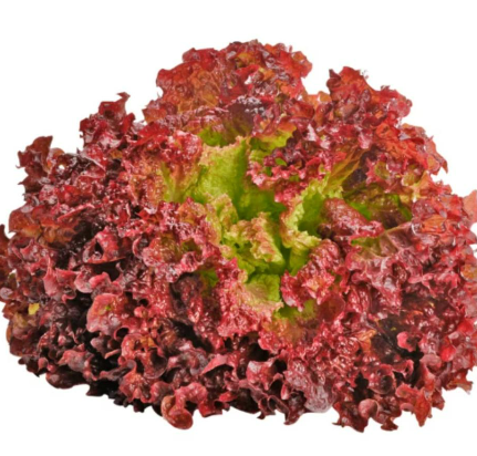 Meod Lollo Rossa (150g)-ζ²ζηθ