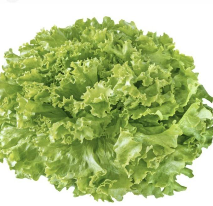 Meod Green Coral (150g)-沙拉生菜_0
