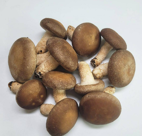 Meod Normal Shiitake(150g)-香菇_0