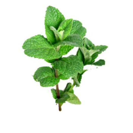 Organic Mint - θθ· - (20 g)