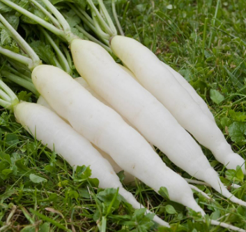 Organic White Radish - η½η½ε - ε€§ζ Ή 400 g (With Leaf)