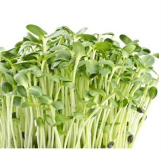 Organic Sunflower Sprouts - θ΅θ±θ - 200 g