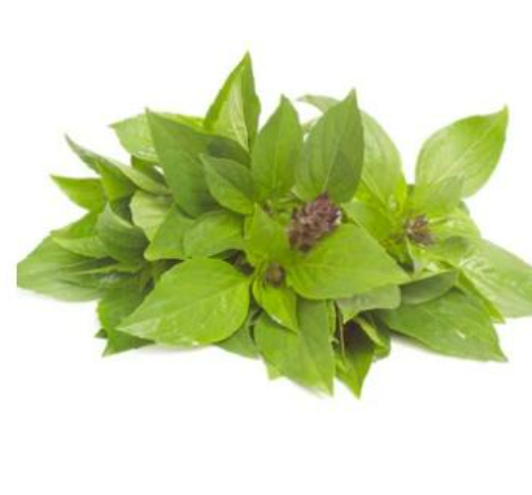 Organic Thai Basil - δΉε±€ε‘ 10g