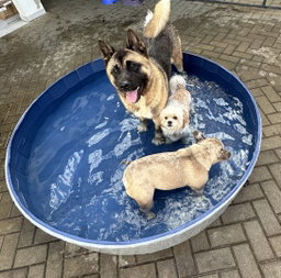 Dog Pool L