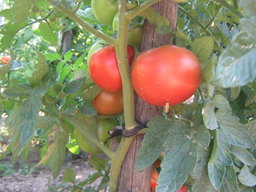🍅FLORADADE TOMATO🍅 x 15 seeds