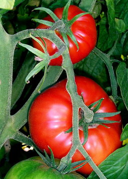 🍅FLORADADE TOMATO🍅 x 15 seeds