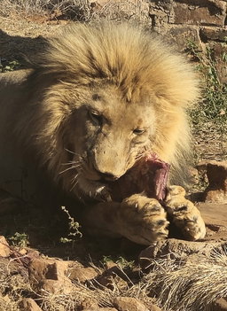 Game drives