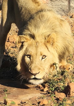 Game drives