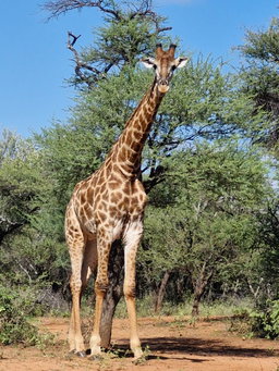 Game drives
