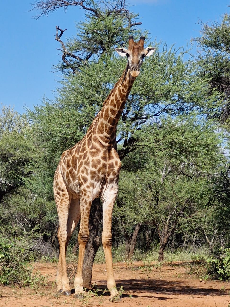 Game drives_1