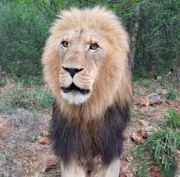 Game drives