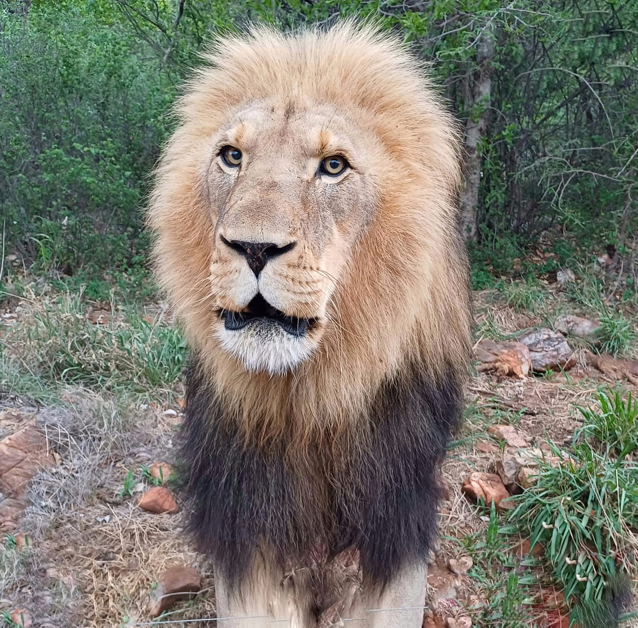 Game drives_2