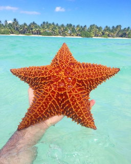 Saona Island Tour