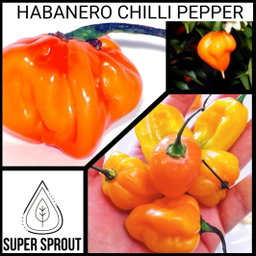 HABANERO CHILI PEPPER x 10 seeds