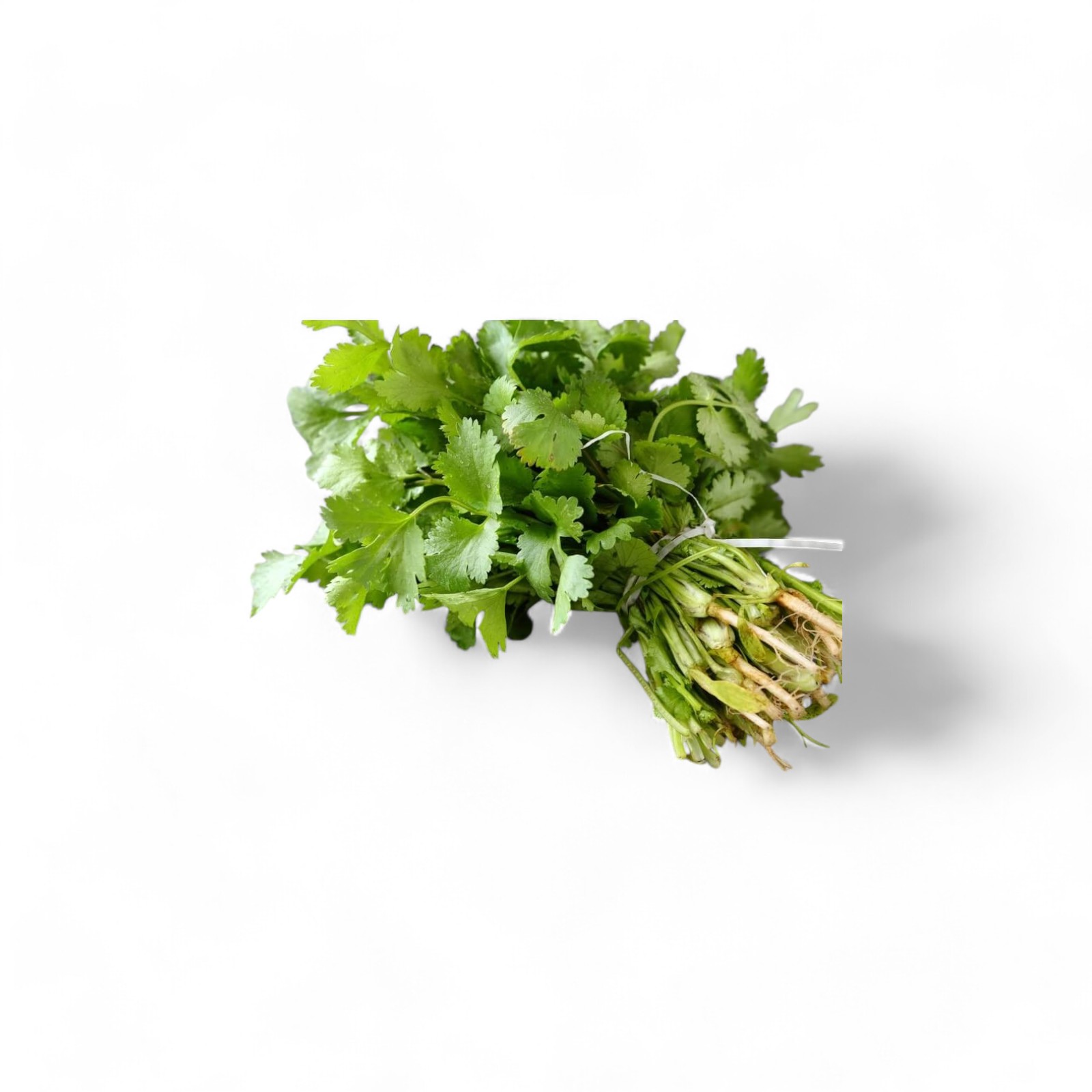 W CILANTRO EN MAZO_0