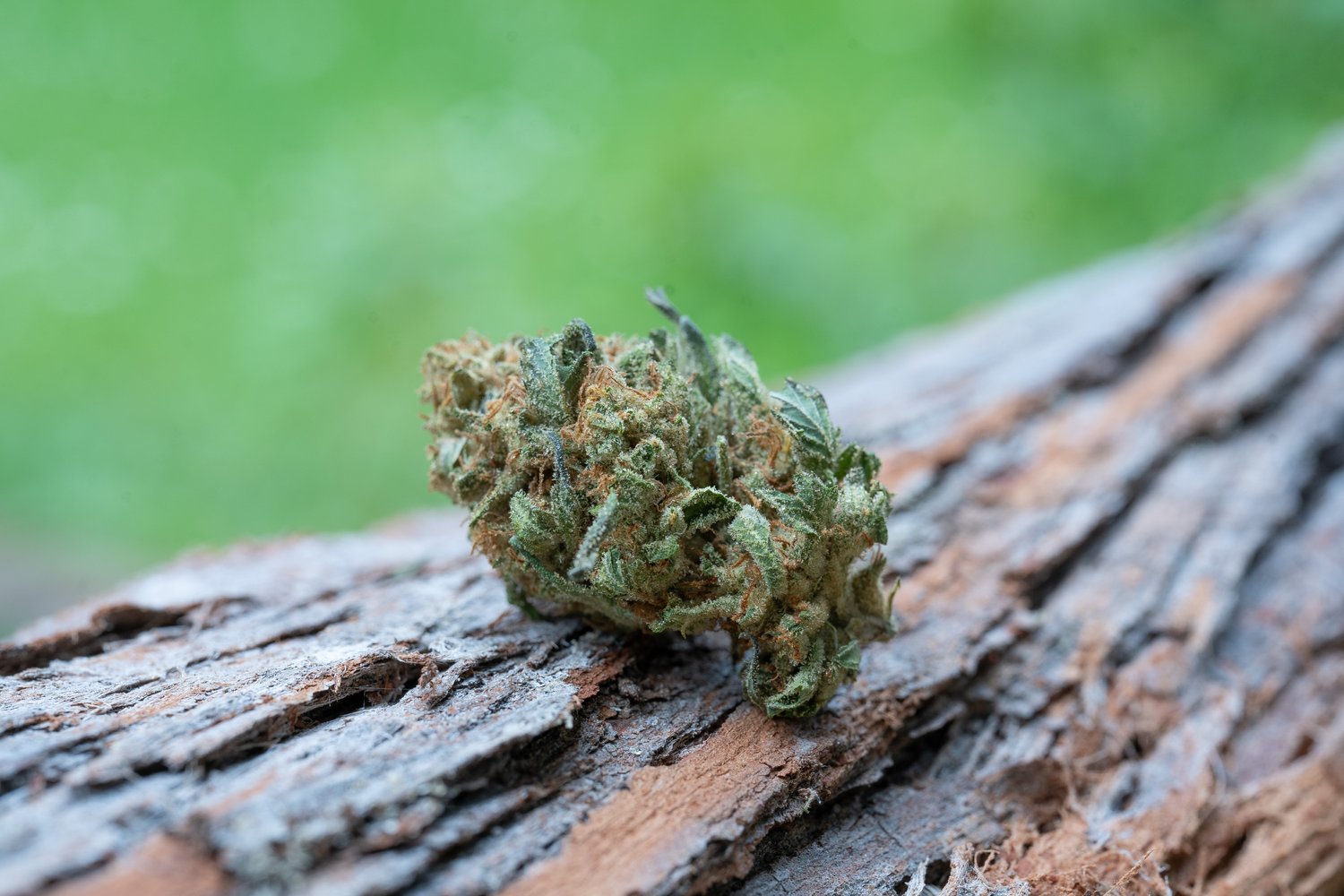 SFV OG_0
