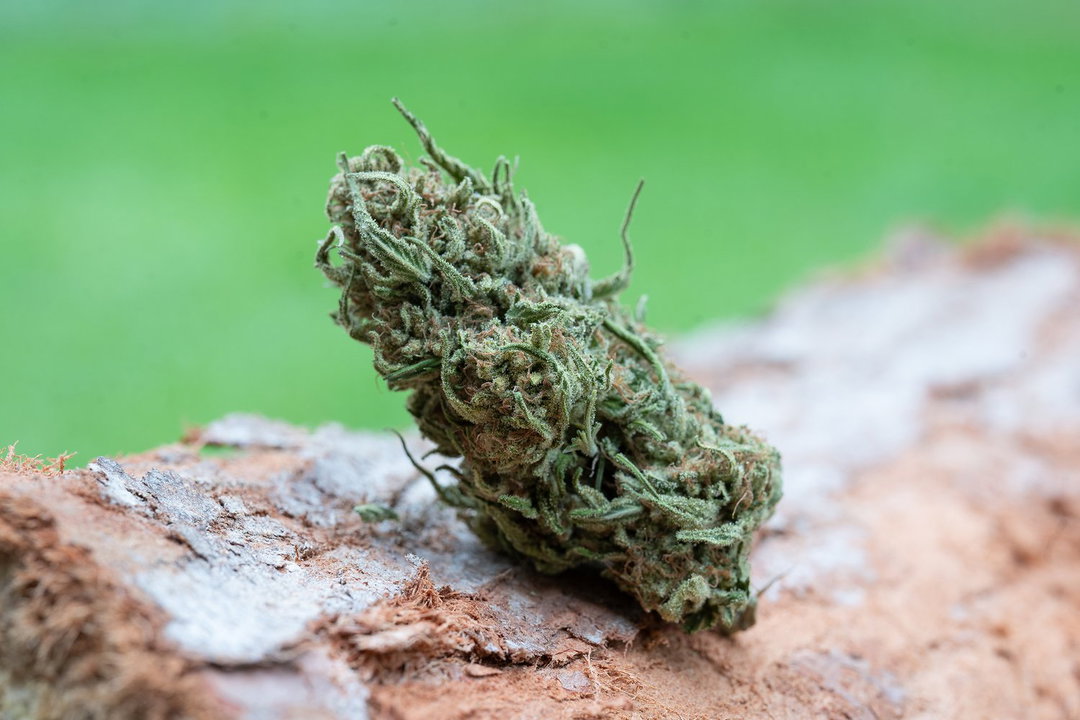 BLUE SKUNK